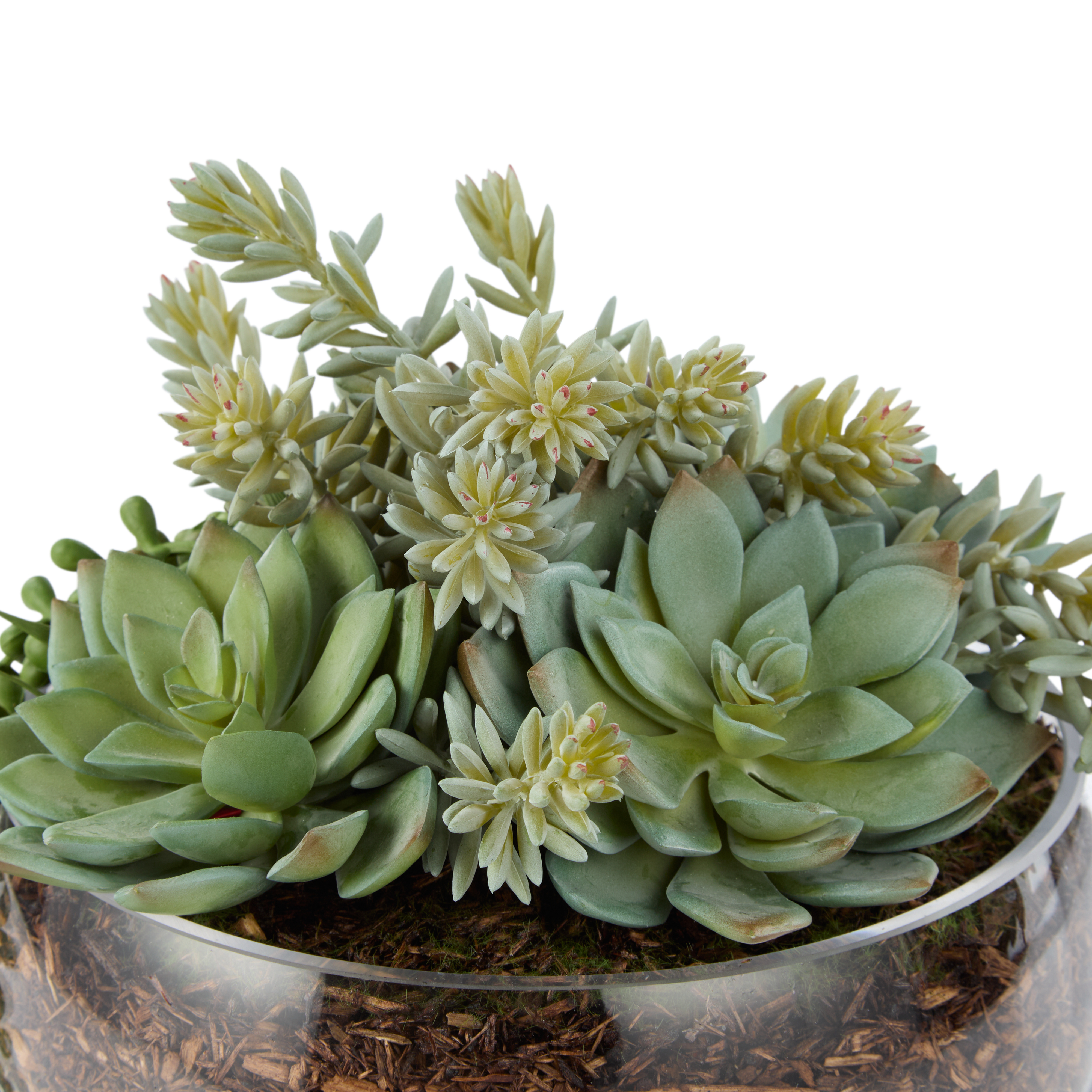 Rogue Artificial Succulent Mix in Scarlett Bowl Fake Indoor Potted Plant 22x27cm - Picture 3 of 7