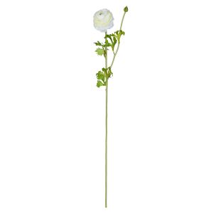Rogue Ranunculus Spray White 74x18x13cm