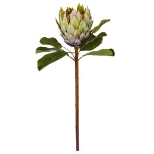 Rogue Grand Protea Stem Green 25x25x63cm