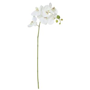 Rogue Phalaenopsis Reg Orchid White 25x10x55cm
