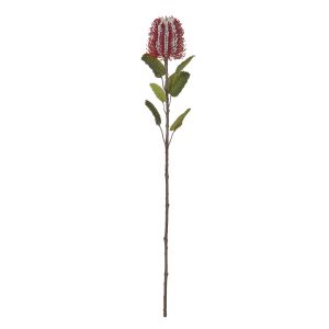 Rogue Banksia Stem Red 10x10x57cm