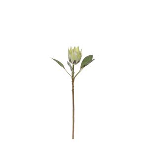 Evergreen By Rogue King Protea Stem Soft Green 24x15x53cm