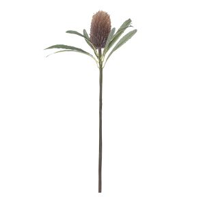 Rogue Banksia Cone Stem Rust 25x25x61cm