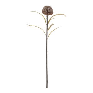Rogue Dried Look Banksia Dome Stem Brown 20x20x64cm