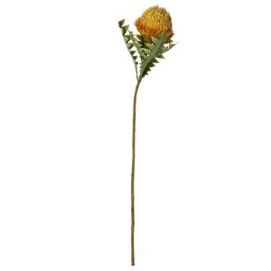 Rogue Banksia Cone Stem Yellow Orange 20x11x69cm
