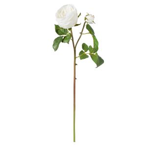 Rogue English Rose Stem White 18x18x48cm