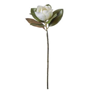 Rogue Magnolia Grandiflora White 25x22x71cm
