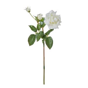 Rogue Garden Rose Cream 23x18x56cm