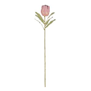 Rogue Mini Protea Stem Pink 56x16x6cm
