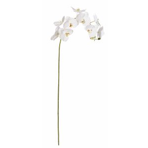 Rogue
Black Label Phalaenopsis Full Stem White 17x17x122cm