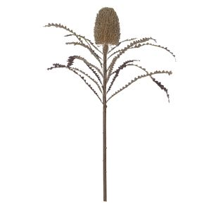Rogue
Black Label RB Banksia Stem Brown 30x25x64cm