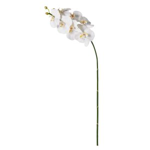 Rogue Phalaenopsis Stem White 88x20x9cm