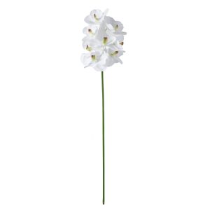 Rogue Vanda Orchid White 66x17x13cm