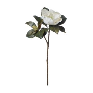 Rogue Magnolia Grandiflora White 13x30x66cm
