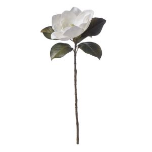 Rogue Magnolia Grandiflora White 13x19x66cm