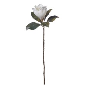 Rogue Magnolia Grandiflora White 10x14x66cm