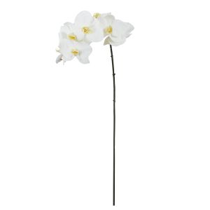 Rogue Phalaenopsis Stem White 95x19x9cm