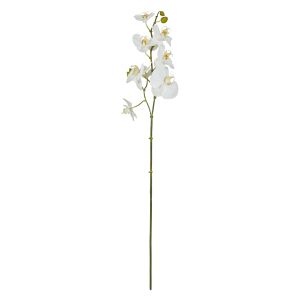 Rogue Phalaenopsis Stem White 72x13x5cm