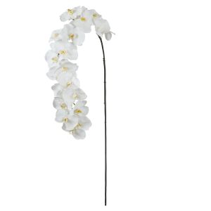 Rogue Grand Phalaenopsis Stem White 168x19x10cm