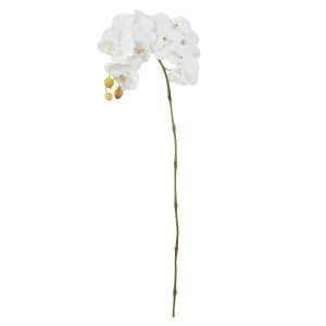 Rogue Vanda Orchid Stem White 100x15x8cm