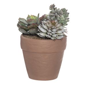 Rogue Succulent Mix-Brown Pot Green/Brown 11x11x15cm