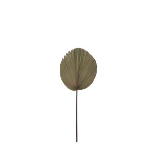 Rogue Dried Cut Fan Palm Stem Natural 35x1x90cm