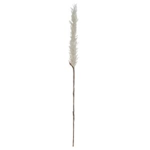Rogue Reed Grass Stem Cream 8x8x100cm