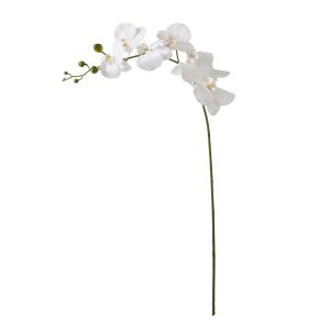 Rogue Phalaenopsis Stem White 14x14x89cm