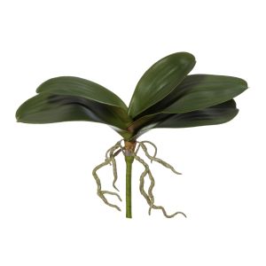 Rogue Phalaenopsis Foliage Green 35x10x24cm
