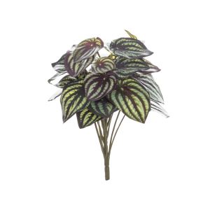 Rogue Peperomia Bush Green/Burgundy 20x20x29cm