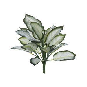 Rogue Dieffenbachia Bush White/Green 32x32x40cm