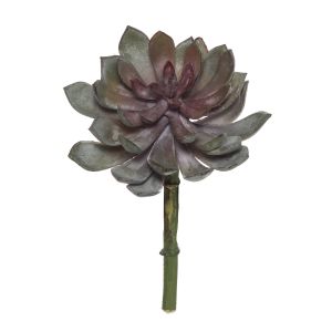 Rogue Chroma Lotus  Echeveria Green/ Burgundy 12x12x20cm