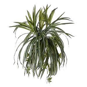 Rogue Spider Plant Variegated 58x58x50cm