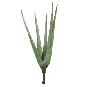 Rogue Aloe Plant Green 54x21x20cm
