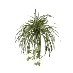 Rogue Spider Plant Variegated 58x58x50cm 30.554.81