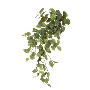Rogue Fittonia Hanging Bush Green 35x30x75cm