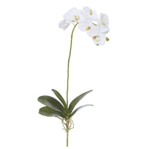 Rogue Deluxe Phalaenopsis Plant White 26x26x63cm