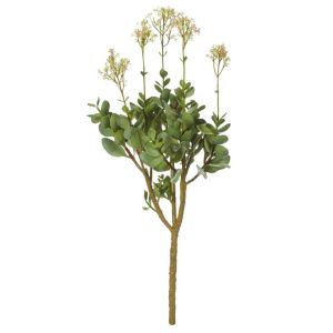 Rogue Kalanchoe Flowering Plant Green 38x38x97cm