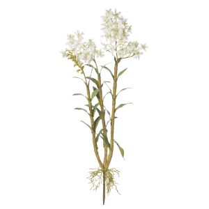 Rogue Giant Oncidium Orchid White 30x20x104cm