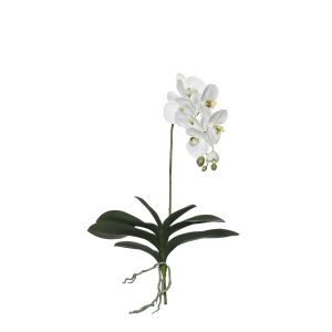 Rogue
Black Label RB Grand Phalaenopsis Plant White 39x15x76cm