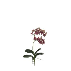 Rogue Black Label RB Mini Phalaenopsis Plant Green Burgundy 30x30x56cm