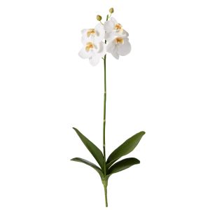 Rogue Phalaenopsis Plant White 50x16x8cm