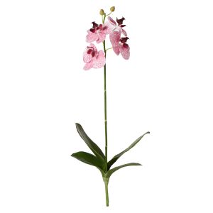 Rogue Phalaenopsis Plant Pink 50x16x8cm