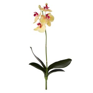 Rogue Phalaenopsis Plant Yellow 50x16x8cm