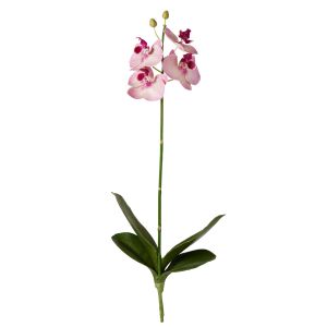 Rogue Phalaenopsis Plant Purple 50x16x8cm