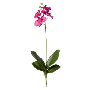 Rogue Phalaenopsis Plant Dark Pink 50x16x8cm
