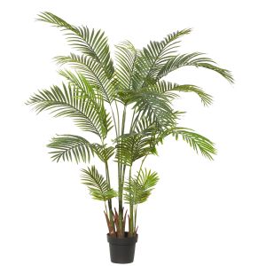 Rogue Areca Palm Green 110x110x170cm