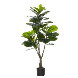 Rogue Giant Fiddle Tree Green 65x55x120cm