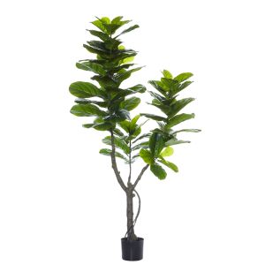 Rogue Giant Fiddle Tree Green 85x85x180cm