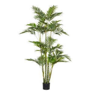 Rogue Cane Palm RT Green 100x90x180cm